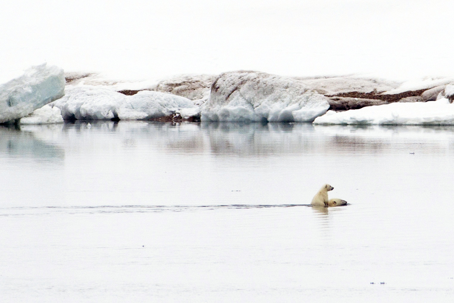 Un ourson polaire sur le dos de sa maman