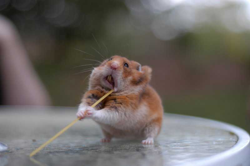 Hamster vs Spaghetti 