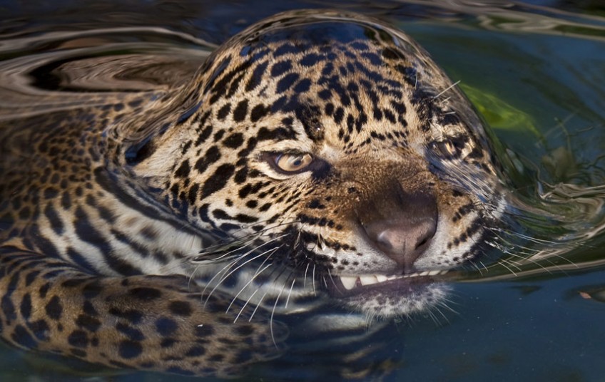 Un jaguar nage