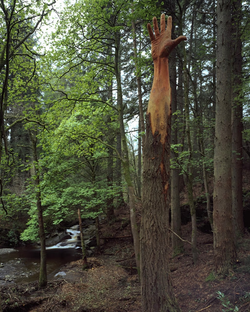 Main sculptée dans le tronc d'un arbre
