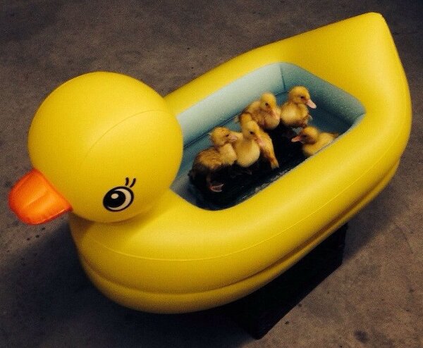 Des canetons dans une baignoire canard