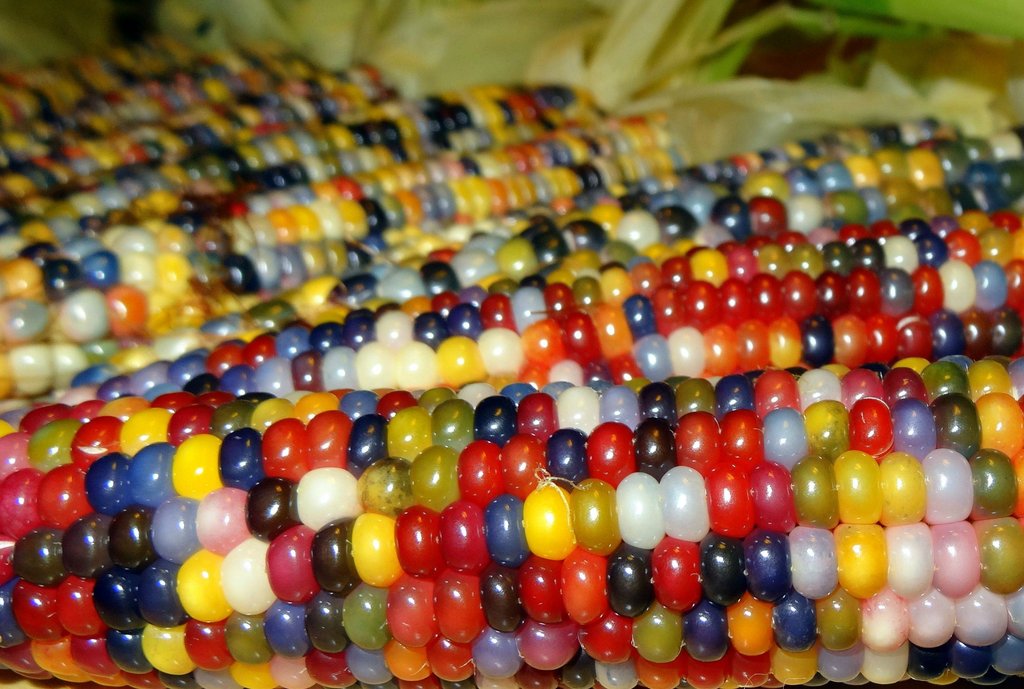 Maïs multicolore