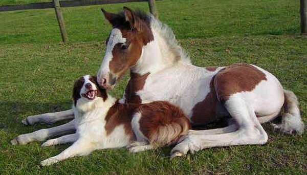Chien et cheval jumeaux