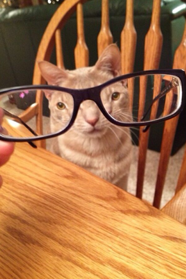 Chat à lunettes