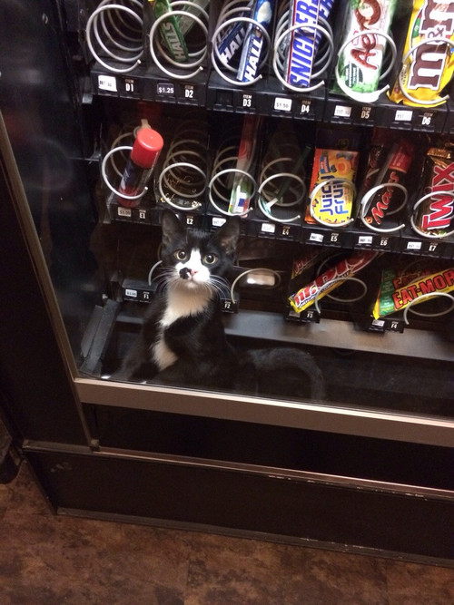 Distributeur automatique de chats