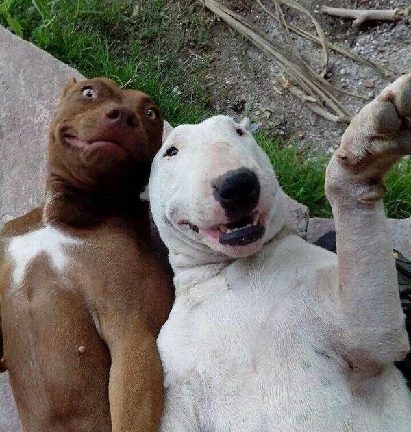 Des chiens font un selfie