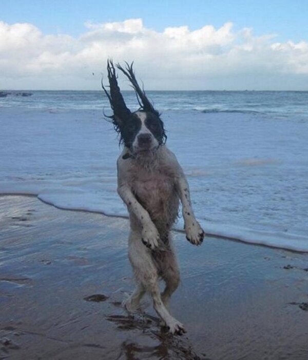 Un chien debout sur la plage