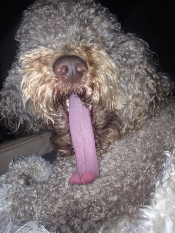 Un chien tire la langue