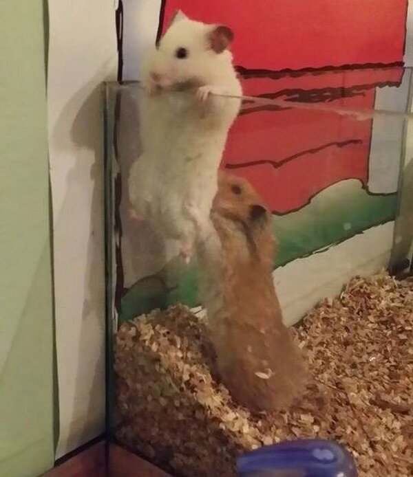 Prison Break version Hamster