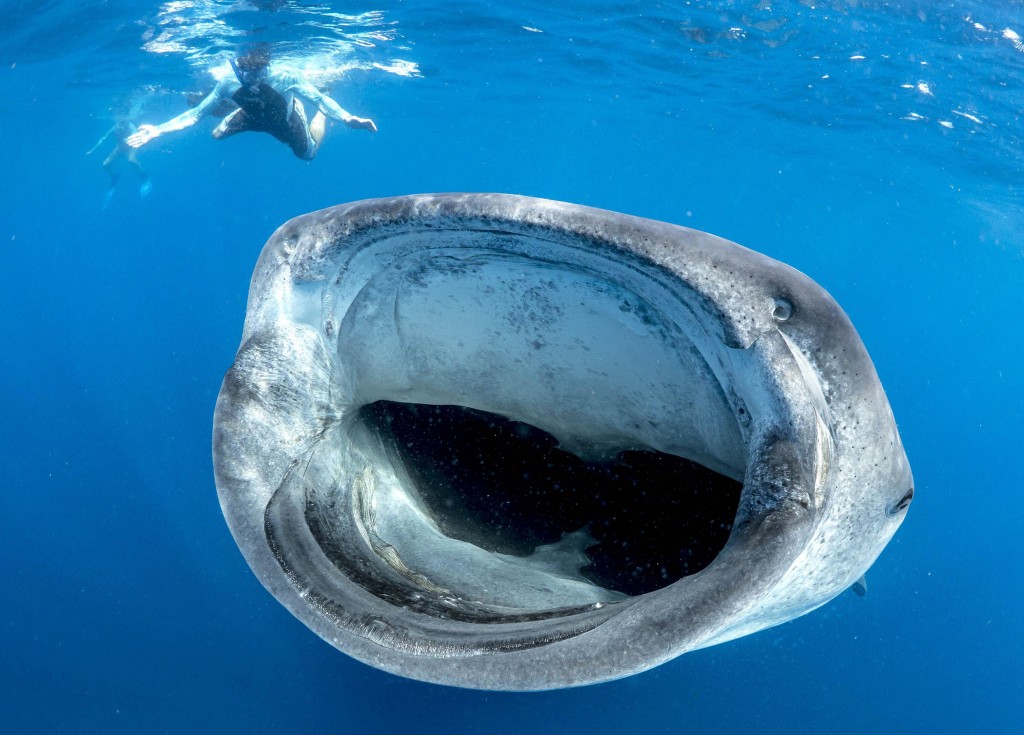 Requin baleine la gueule grande ouverte