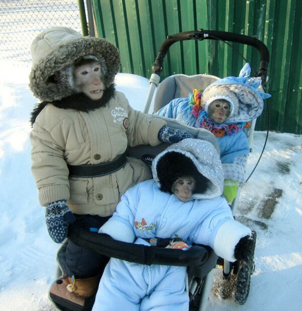 Famille singe à la neige