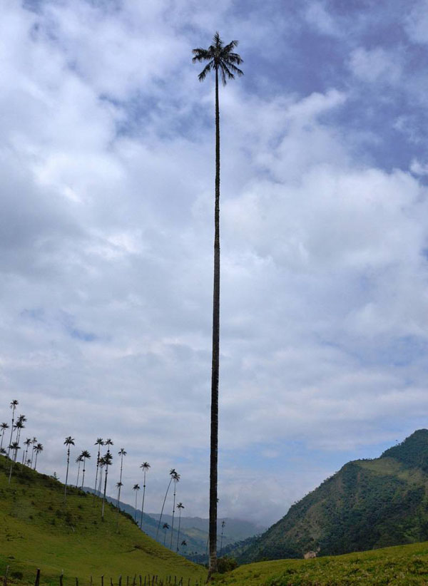 Le plus grand palmier du monde