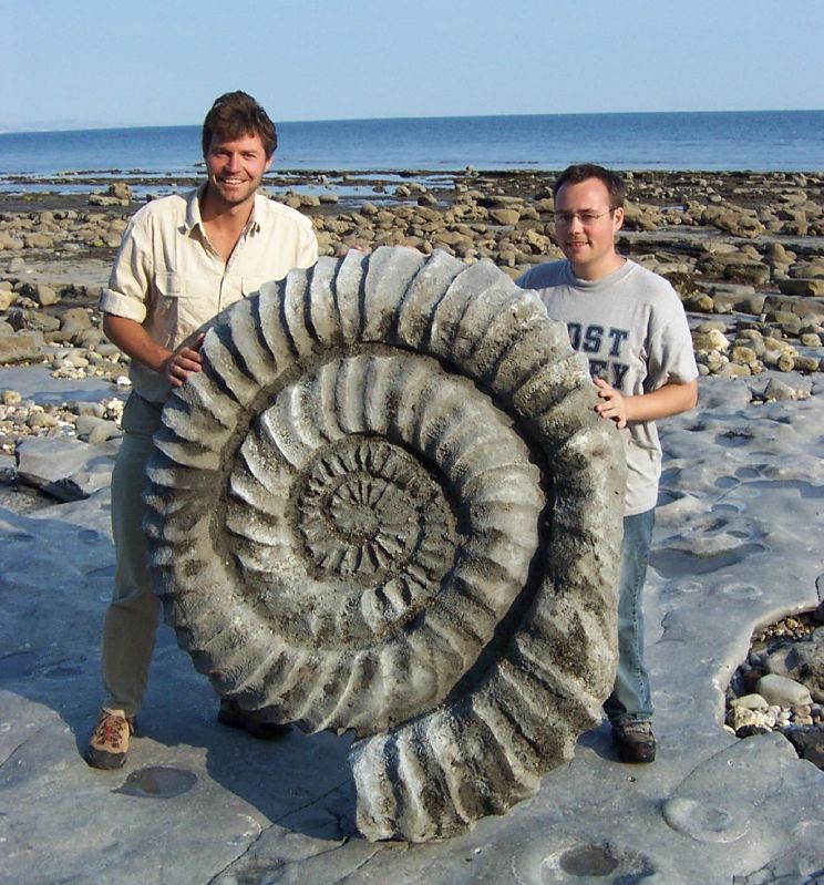 Fossile de coquillage géant