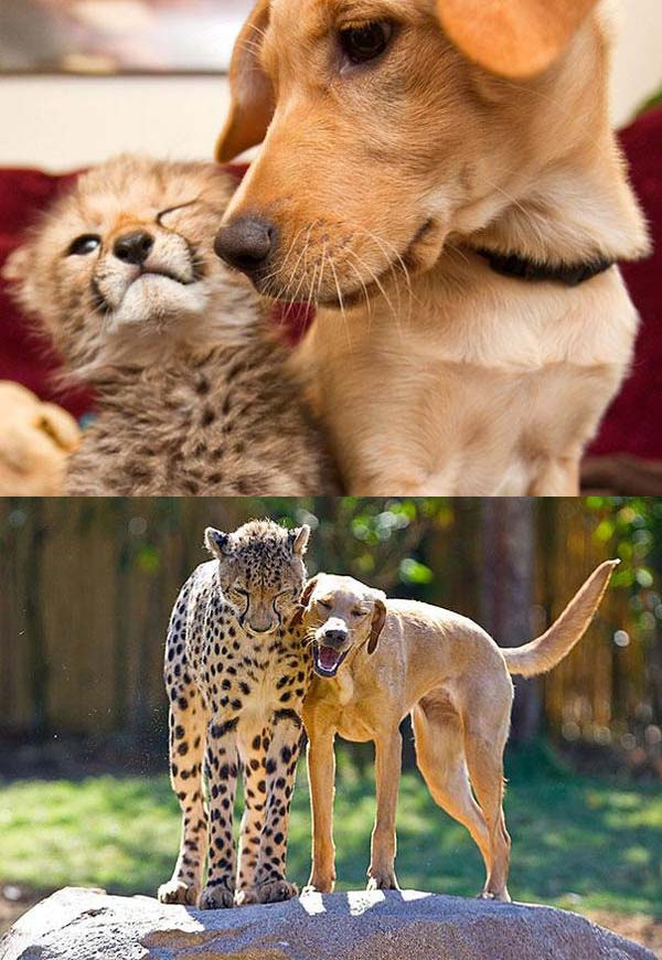 Un guépard et un chien (Avant / Après)