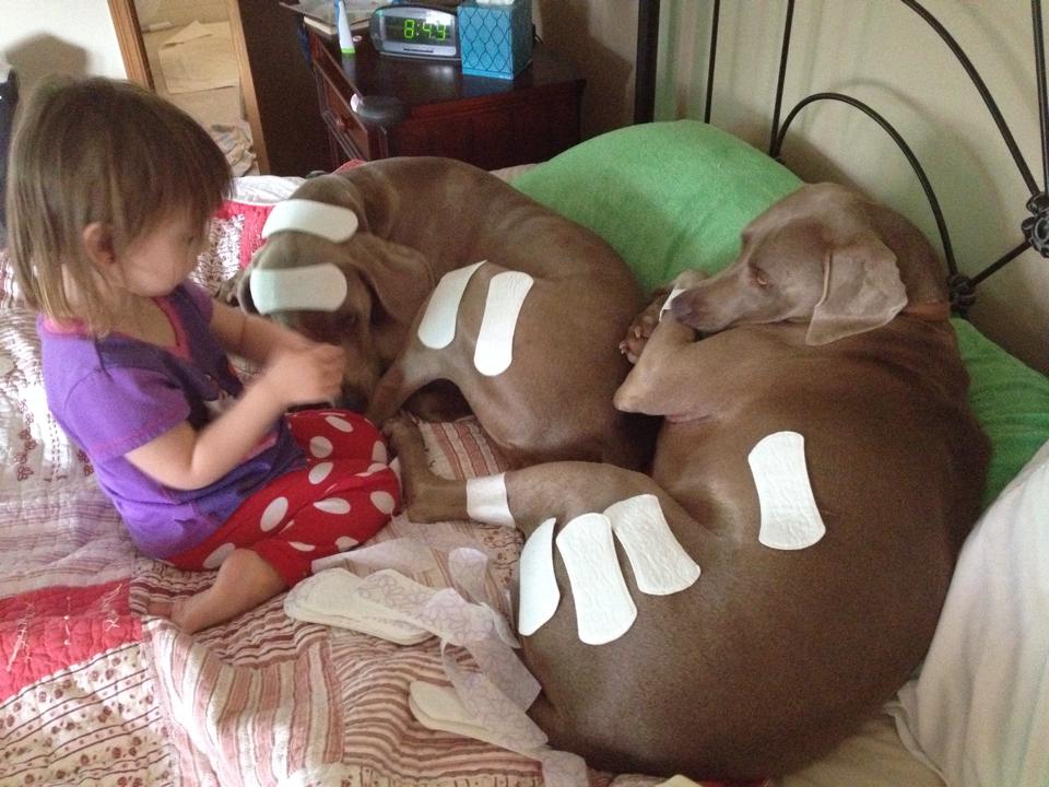 Une fille soigne les bobos des chiens