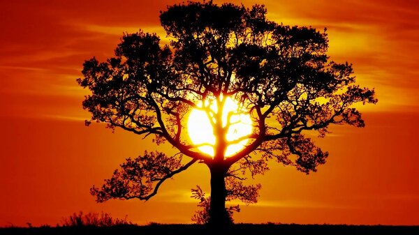 Coucher de soleil derrière un arbre