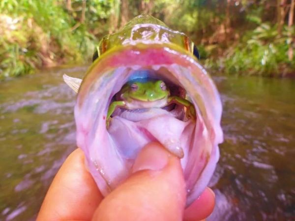Une grenouille dans un poisson