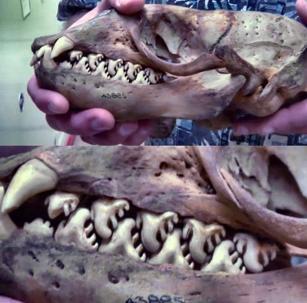 Crâne de phoque crabier
