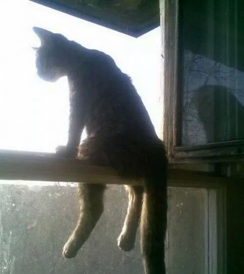Chat assis sur le rebord d'une fenêtre