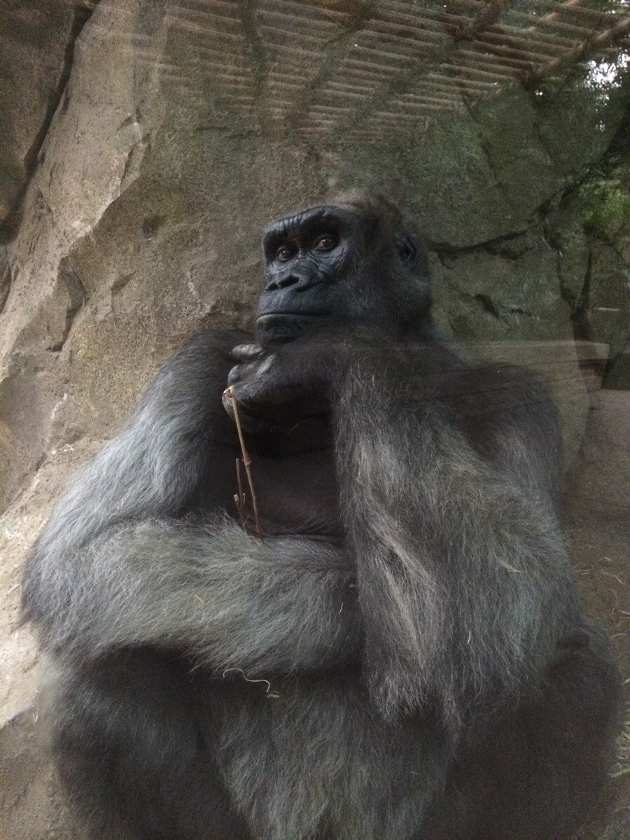 Gorille penseur