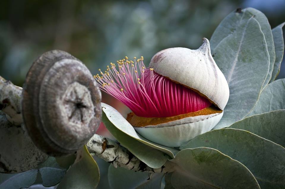 Floraison d'un eucalyptus macrocarpa