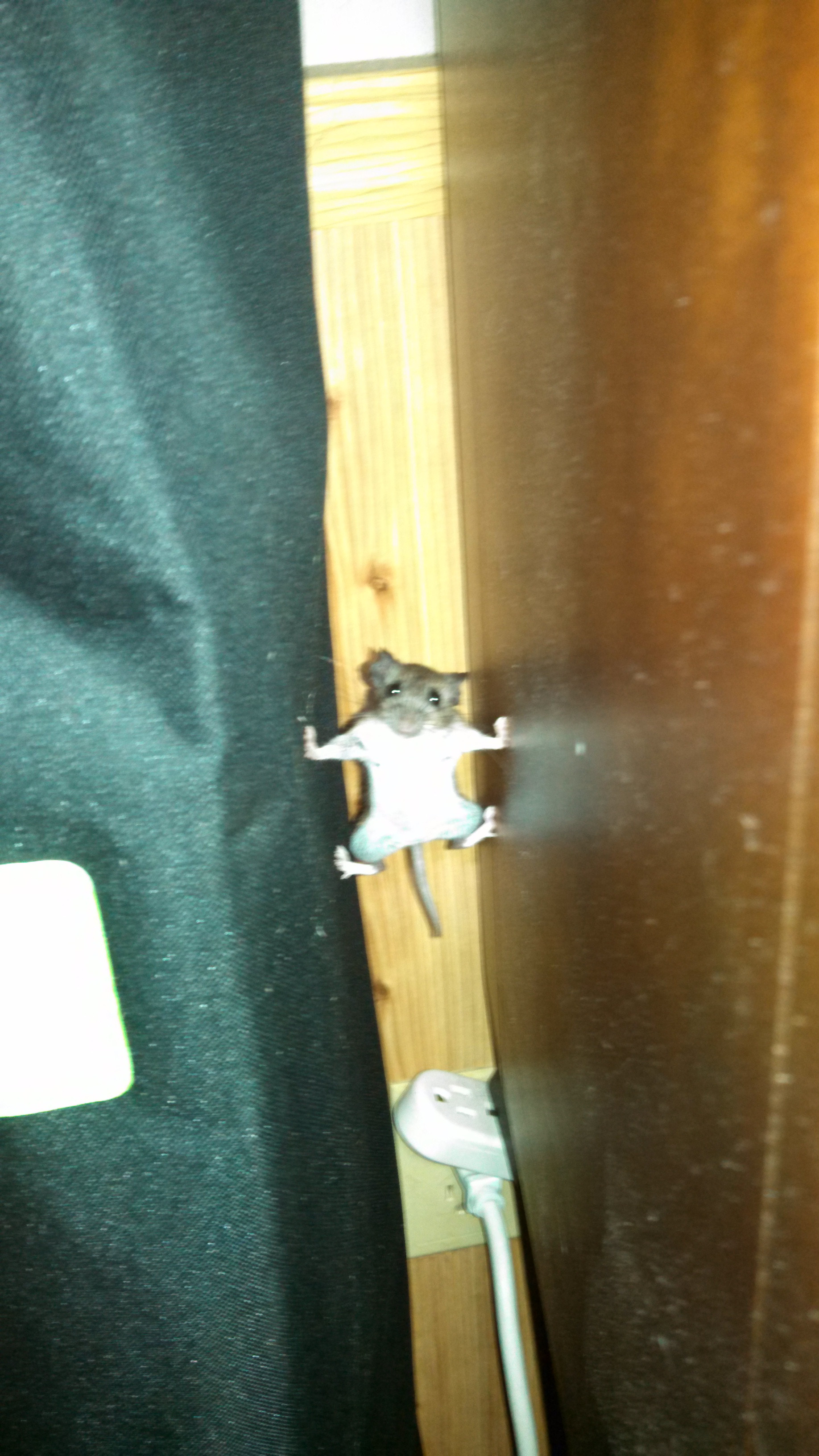 Un souris en mode Mission Impossible