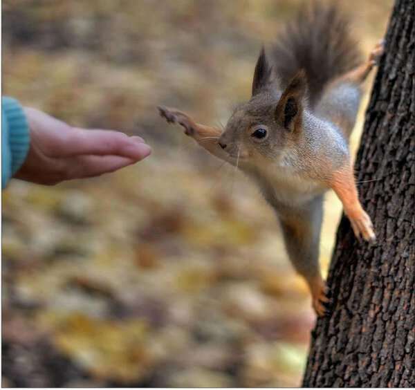 Un écureuil fait un high five