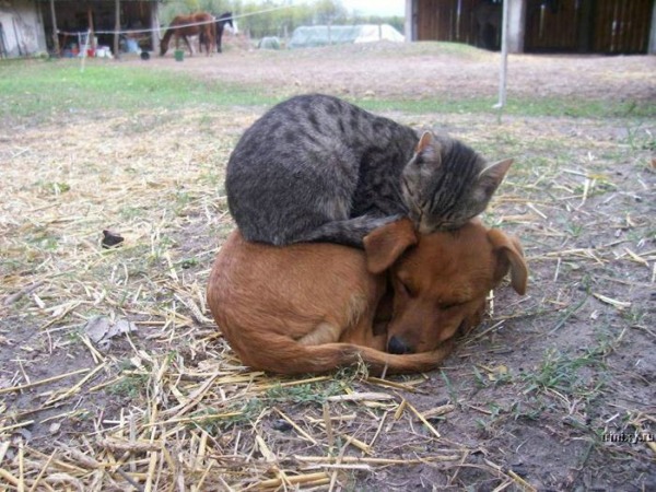 Un chat dort sur un chien