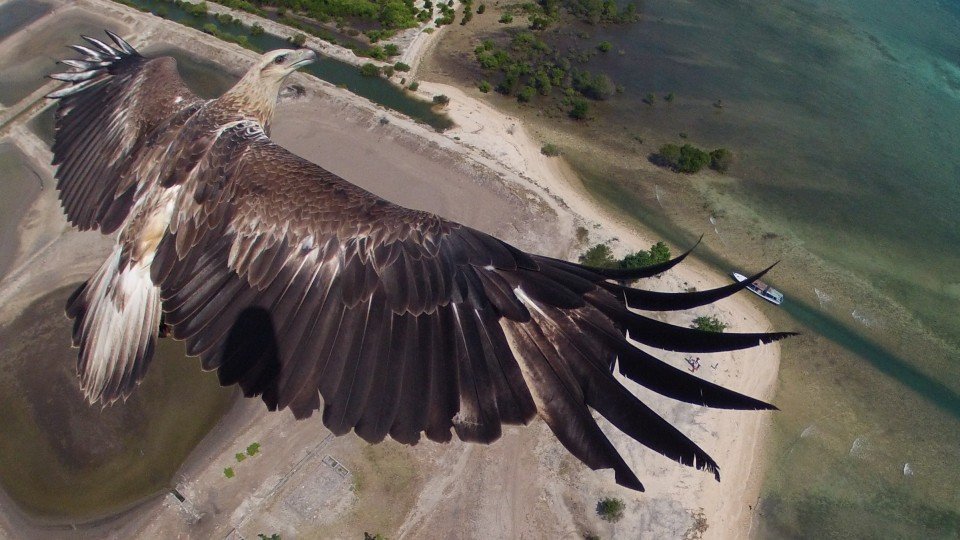 Un aigle pris en photo par un drone
