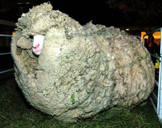 Un mouton pas tondu pendant 6 ans