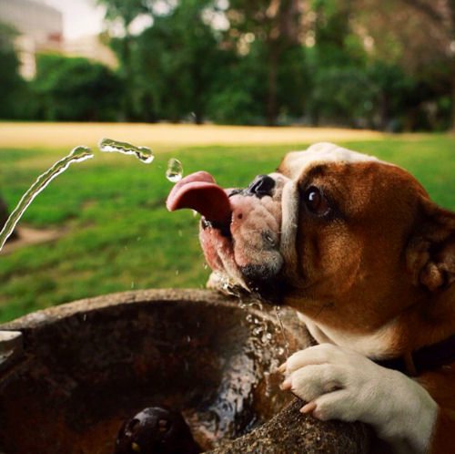 Un chien boit à une fontaine à eau