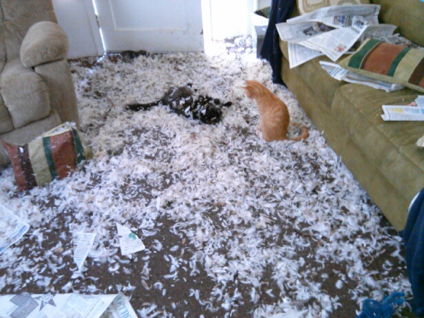  Deux chats s'amusent dans le salon après le passage du chien