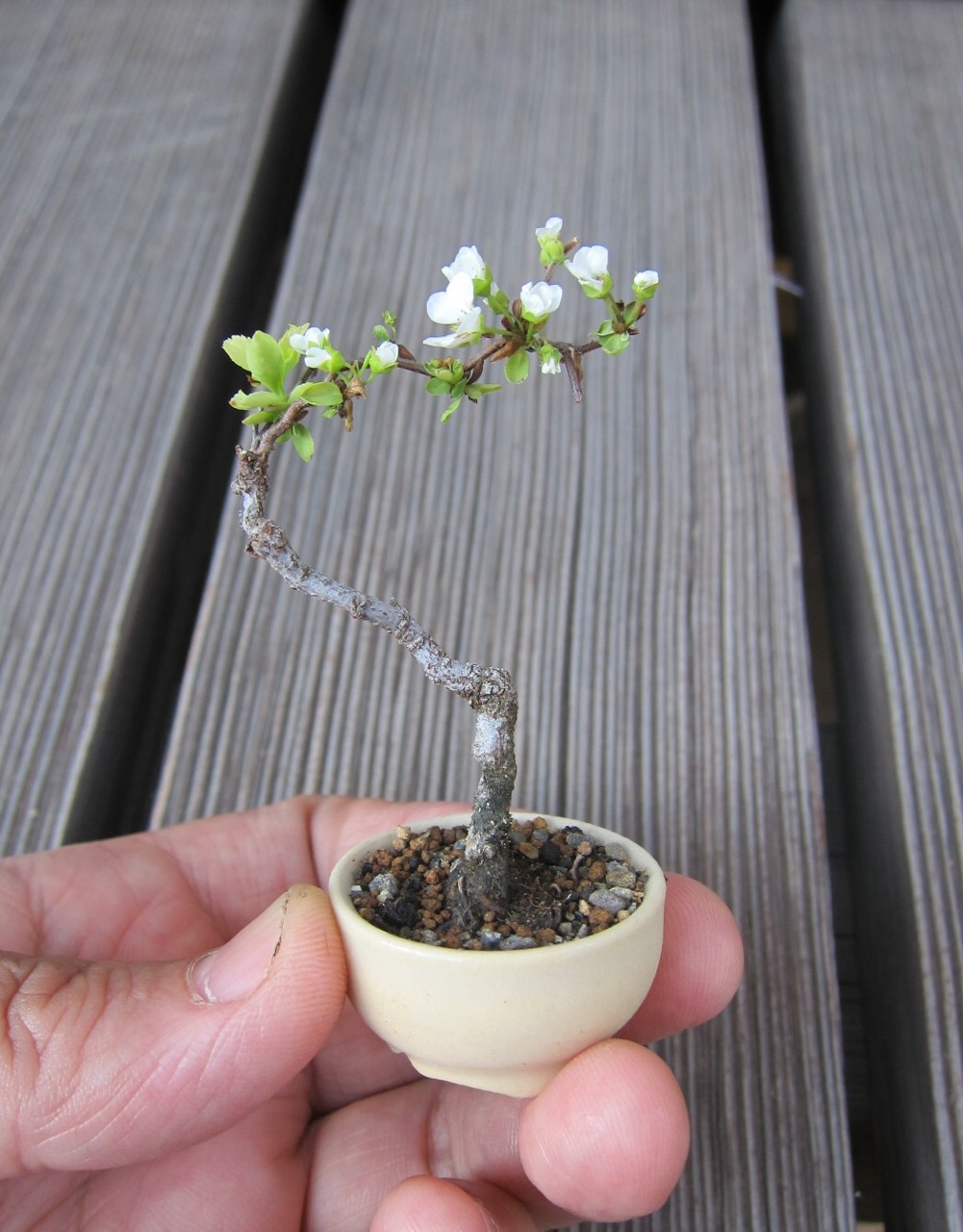 Mini arbre en fleur