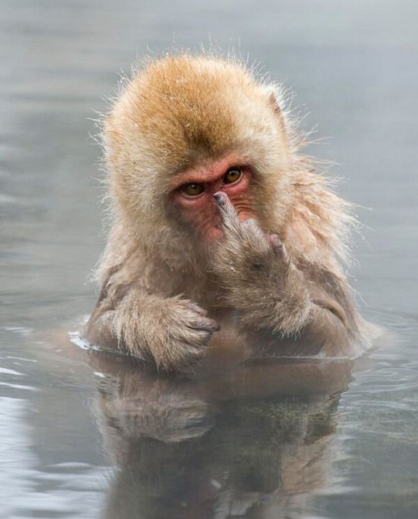Un singe fait un doigt