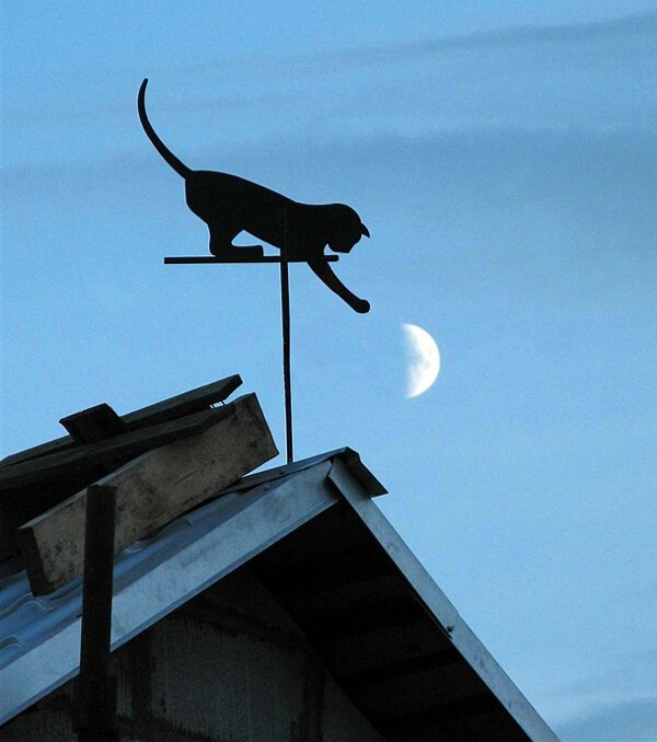 Un chat essaie d'attraper la lune