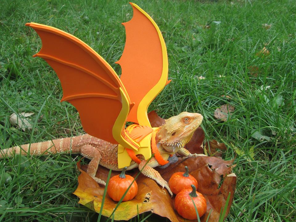 Pogona Dragon pour Halloween