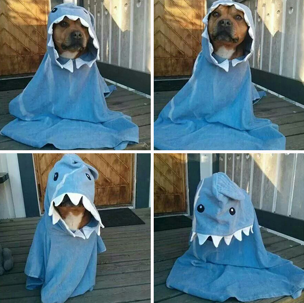Cape D'Halloween Réversible Pour Chien/chat - Taille M - Orange/noir Motif Citrouille - Ajustable