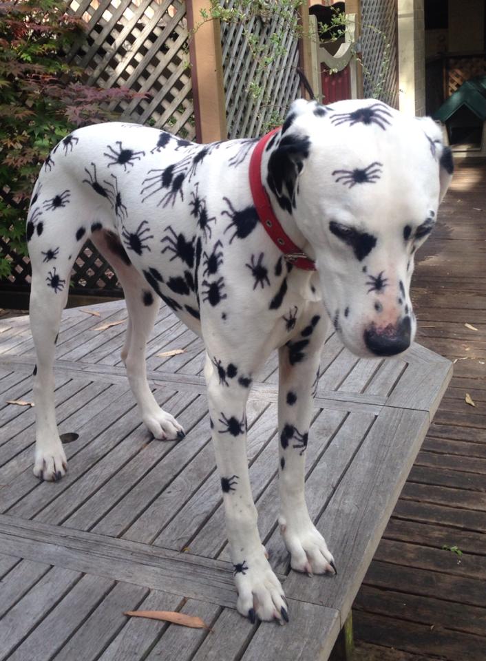 Un Dalmatien prêt pour Halloween