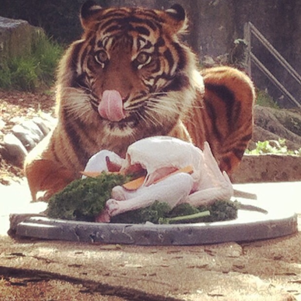 Un tigre mange son repas de Thanksgiving