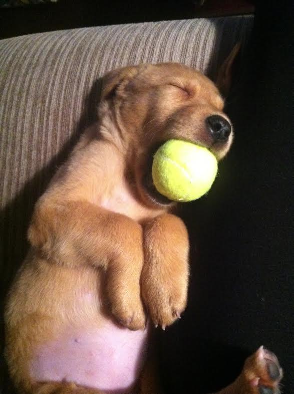 Un chiot s'est endormi avec sa balle de tennis dans la gueule