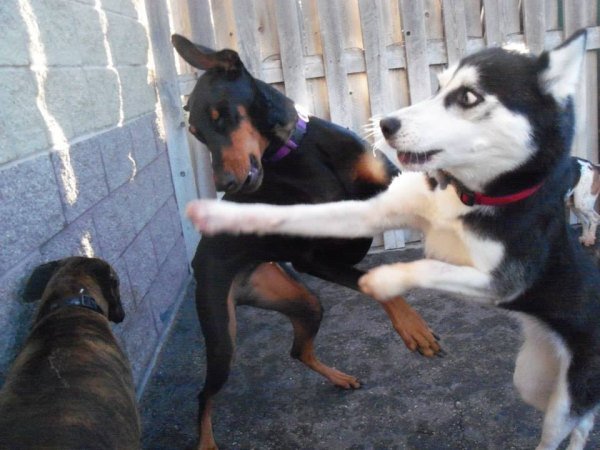 Combat de boxe entre deux chiens