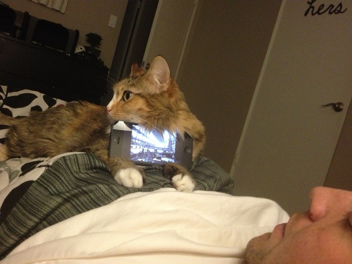 Un chat utile tient le téléphone portable