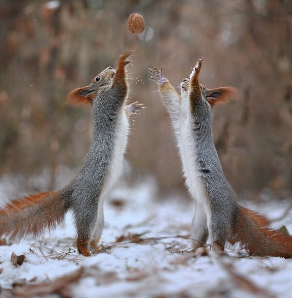 2 écureuils vs 1 noix