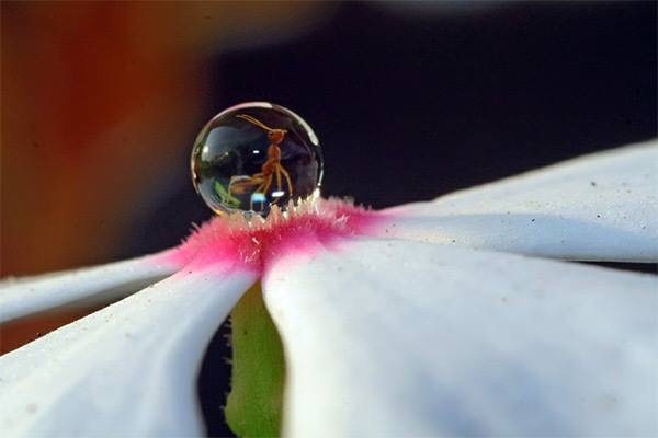Une fourmi dans une goutte d'eau sur une fleur
