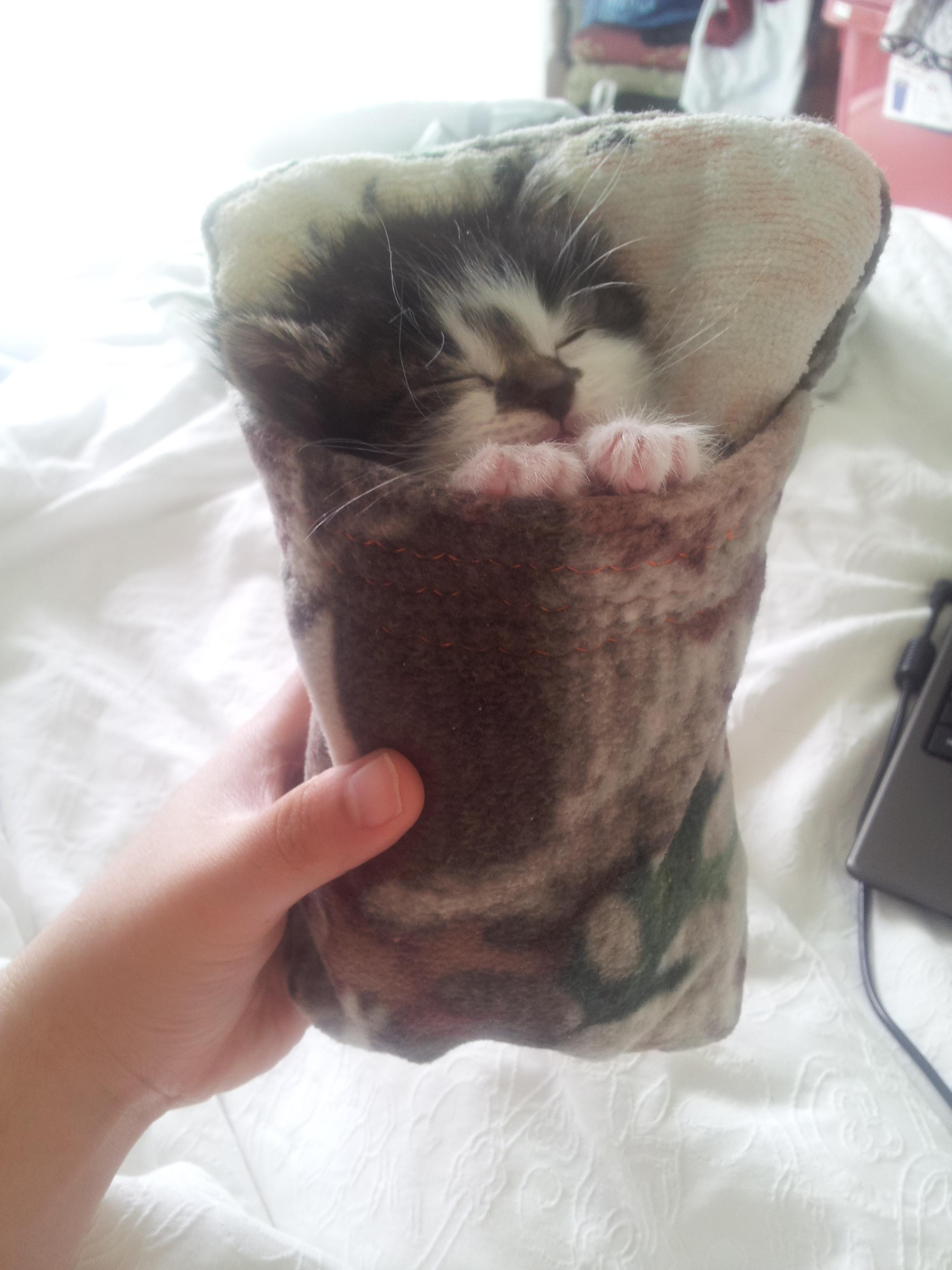 Un sac de couchage pour chaton