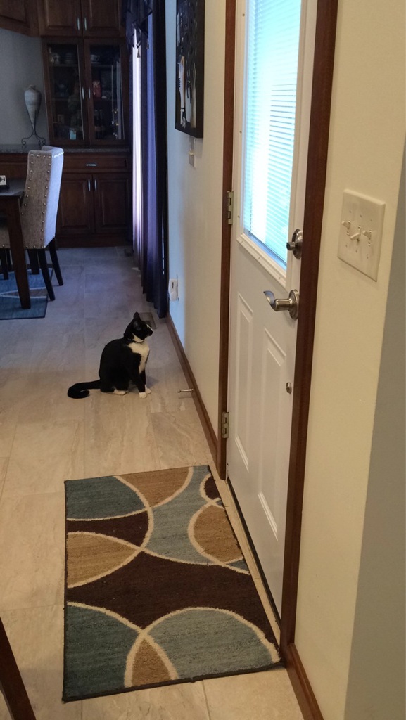 Quand un chat aveugle demande à sortir