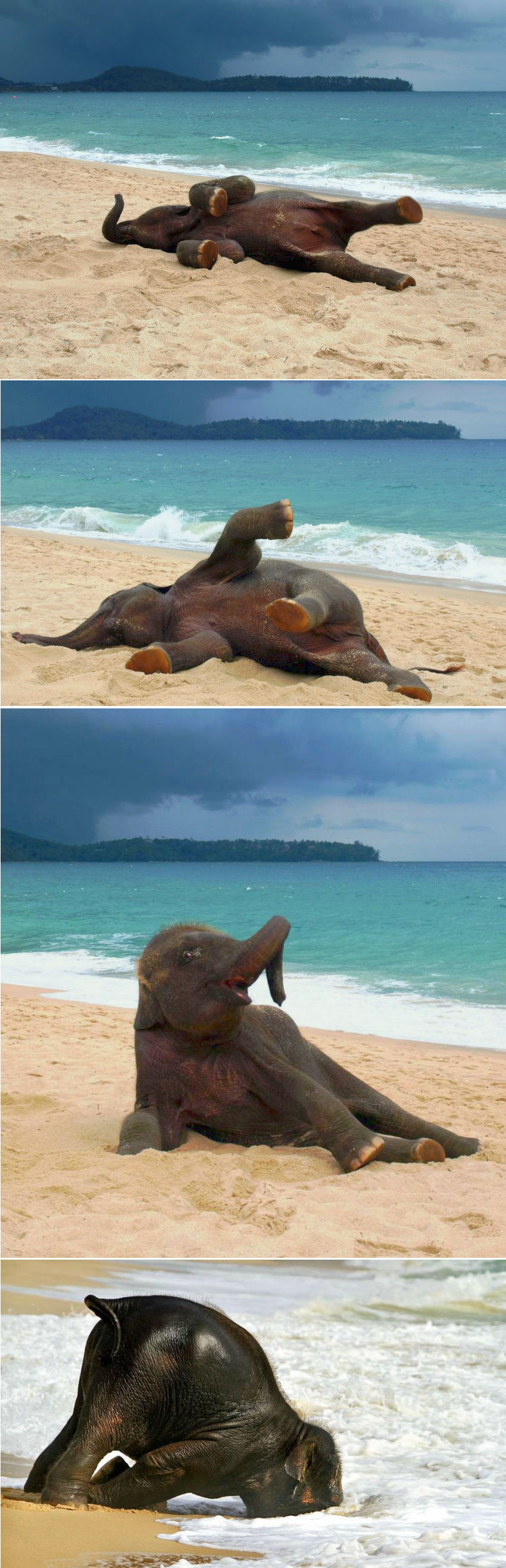 Un éléphanteau découvre la plage