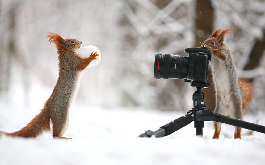 Des écureuils font une séance photo dans la neige