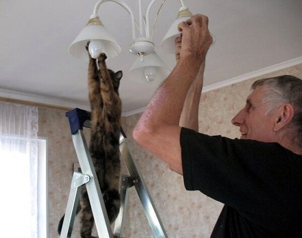 Un chat change une ampoule