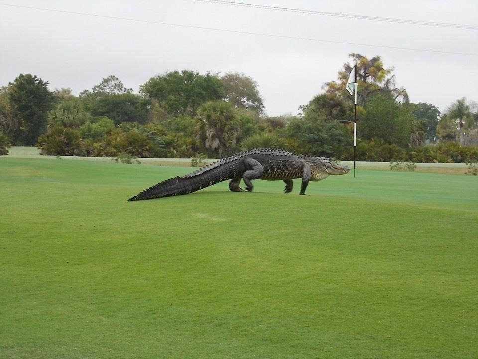 Un alligator géant sur un terrain de golf en Floride
